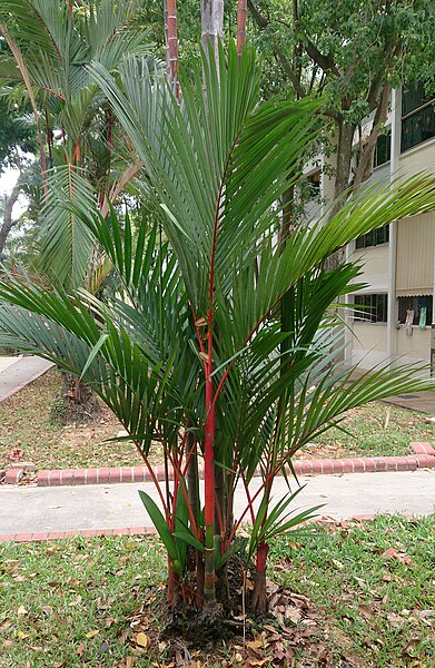 File:Lipstick Palm (Cyrtostachys renda).jpg