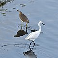 * Nomination Little egret (Egretta garzetta) and Indian pond heron (Ardeola grayii), Muttukadu Backwaters, TN --Tagooty 03:00, 21 January 2022 (UTC) * Promotion  Support Good quality -- Johann Jaritz 03:51, 21 January 2022 (UTC)