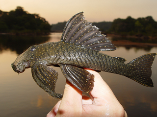 <i>Guyanancistrus niger</i> Species of catfish
