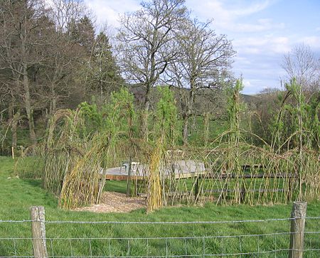 Llanwrthwl living willow theatre