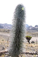 Lobelia telekii