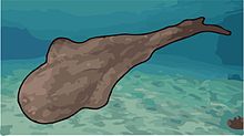 Loganellia, swimming in a shallow sea 400 million years ago. Loganellia2.jpg