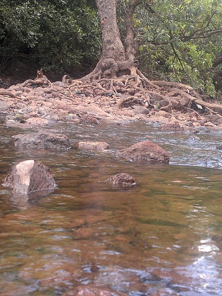 File:Lonavala fall with tree spreading her roots.jpg