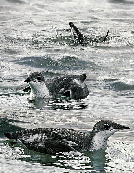 File:Long-billed Murrelet From The Crossley ID Guide Eastern Birds.jpg