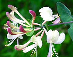 Lonicera