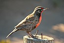 aves De Argentina