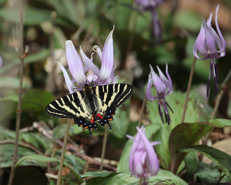 File:Luehdorfia japonica (on Erythronium japonicum s3).JPG