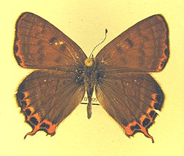 Lycaena li