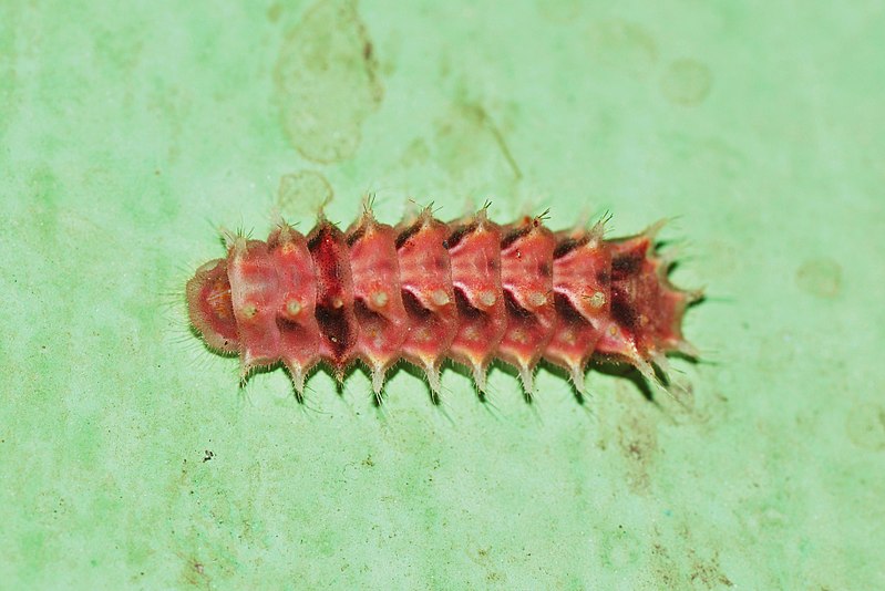 File:Lycaenidae caterpillar (8417664334).jpg