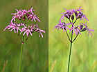 Lychnis flos-cuculi (Kuckucks-Lichtnelke) [D]