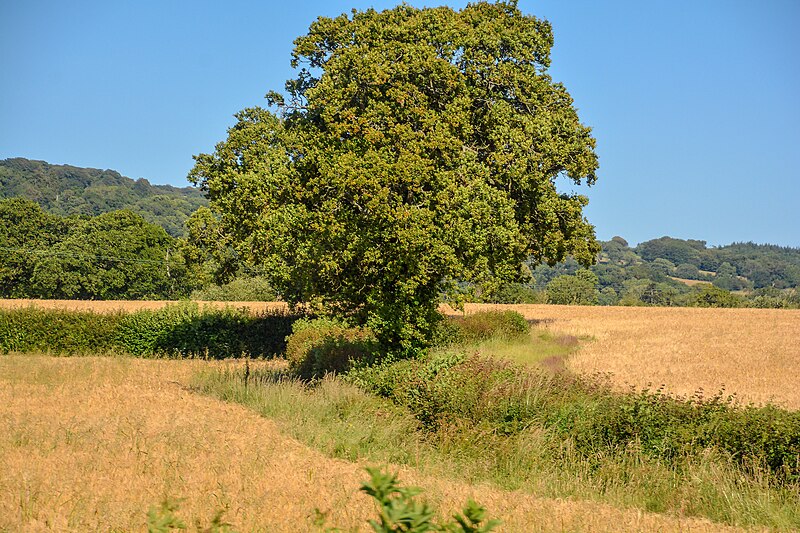 File:Lydeard St Lawrence , Grassy Field - geograph.org.uk - 6259021.jpg