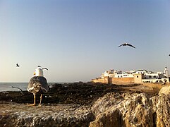 Maroc: Toponymie, Géographie physique, Topographie