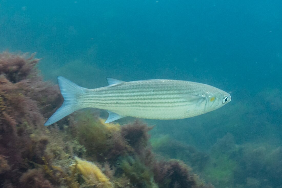 Flathead grey mullet