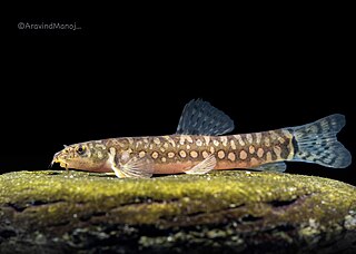 <i>Mesonoemacheilus herrei</i> Species of fish