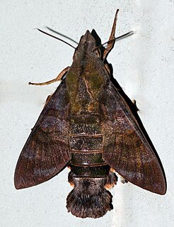 <i>Macroglossum corythus</i> Species of moth