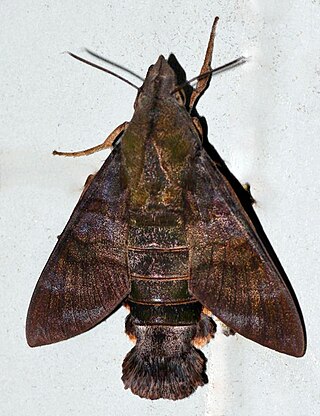 <i>Macroglossum corythus</i> species of insect