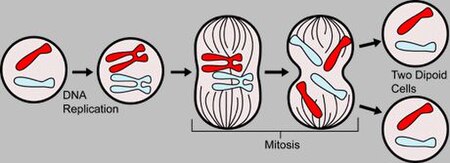 ไฟล์:MajorEventsInMitosis.jpg