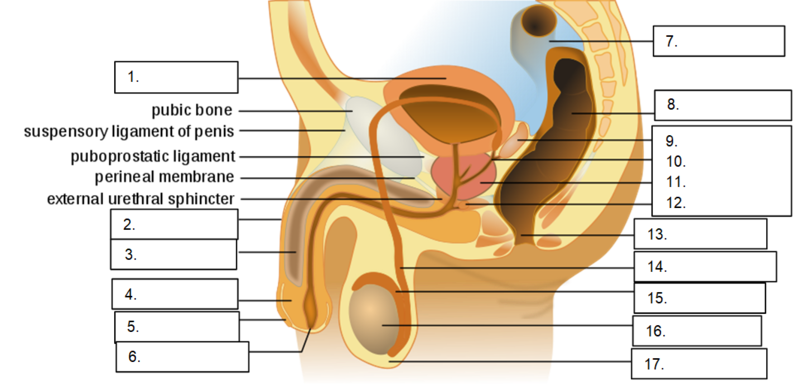 File:Male reproductive system with labels for identification.png