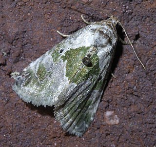 <i>Maliattha synochitis</i> Species of moth