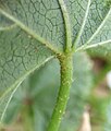 Leaf underside