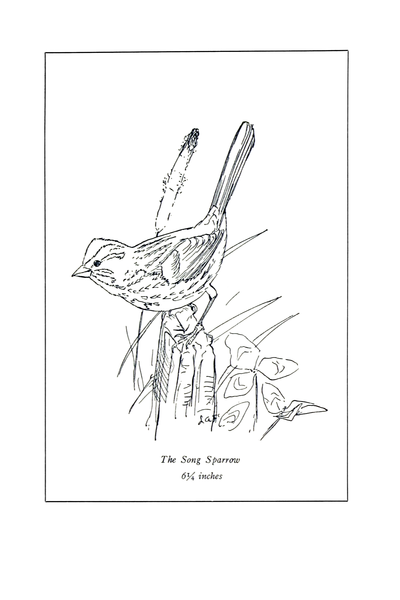 File:Manual of Bird Study 0030-9.png