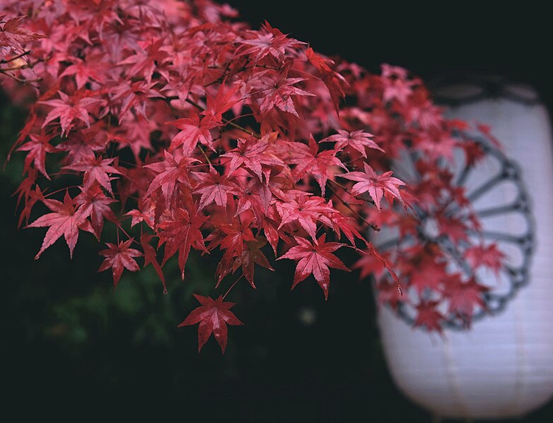 File:Maples leaves and lantern.jpg