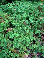 Marsilea villosa (5187617083).jpg