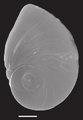 Example of a polygyrous spiral with eccentric nucleus in the operculum of Marstonia comalensis, scale bar: 200 μm