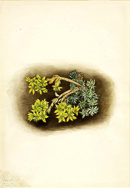File:Mary Vaux Walcott - Yellow Stonecrop (Sedum stenopetalum) - 1970.355.224 - Smithsonian American Art Museum.jpg