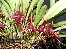 Masdevallia herradurae Orchi 05.jpg