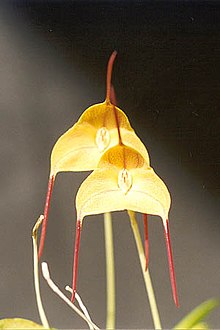 Masdevallia triangularis.jpg