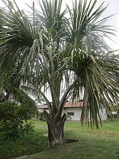 Description de l'image Mauritia carana.jpg.