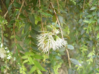 <i>Metrosideros colensoi</i> Species of tree