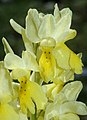 Orchis pauciflora Italy - Umbria