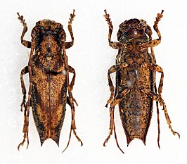 Notomulciber fuscomarginatus