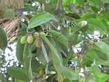 Mimusops elengi (Medlar or Spanish cherry) tree in RDA, Bogra