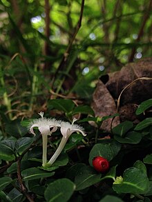 Mitchella repens - Ягода куропатки.jpg