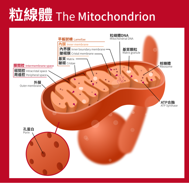 File:Mitochondrion (standalone version)-zh-hant.svg