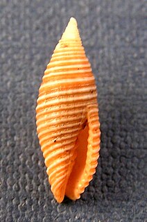 <i>Gemmulimitra avenacea</i> Species of gastropod