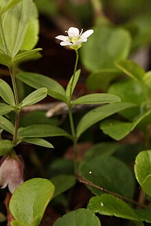 Moehringia lateriflora 8809.JPG