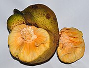 野波羅蜜 Monkey fruit