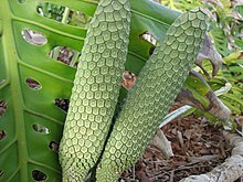 M. deliciosa fruit growing Monsteradeliciosafruit.jpg