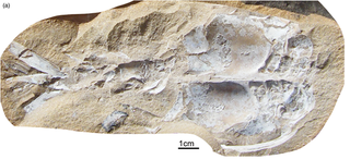 <i>Montecaris</i> Extinct genus of crustaceans