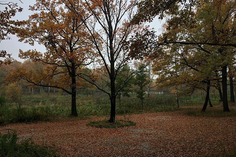 File:Moscow, around the former Rayovo Arsenal in Losiny Ostrov forest (30919864193).jpg