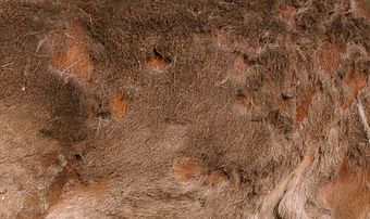 Mue printanière de l’orignal. Le pelage d’hiver tombe au profit d’un pelage plus brun et ras. Ces poils et ceux d’autres animaux sont utilisés par des oiseaux ou micromammifères pour faire leur nid.