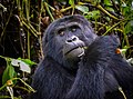 Mountain Gorilla, Uganda (23735083459).jpg