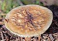 * Nomination Deep root mushroom (Xerula radicata), Hartelholz, Munich, Germany --Poco a poco 07:57, 27 November 2020 (UTC) * Promotion Good quality. --Cayambe 10:11, 27 November 2020 (UTC)