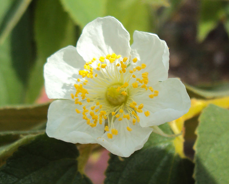 File:Muntingia calabura flower1.jpg