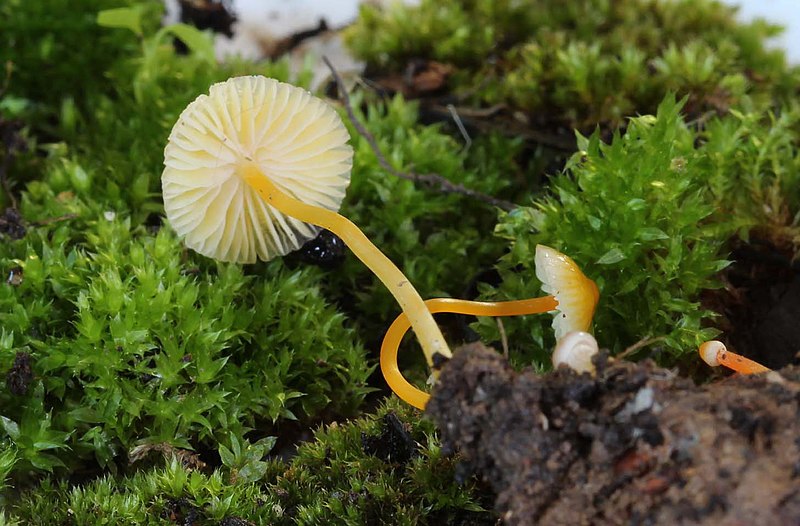 File:Mycena crocea Maas Geest 265868.jpg