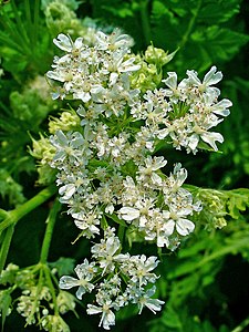 Myrrhis odorata Inflorescence